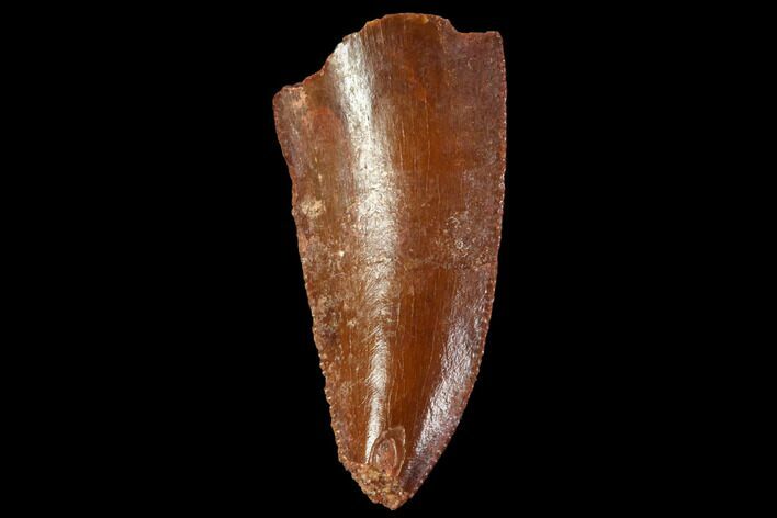 Serrated, Raptor Tooth - Real Dinosaur Tooth #88618